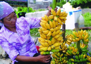 Về quê Chí Phèo ăn “Chuối tiến Vua” - 3 Vị ngọt mát, thơm ngon của chuối Ngự khiến người ăn không thấy chán (ảnh: gđxh)