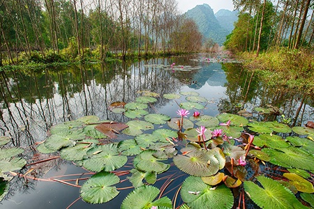 Những khoảnh khắc đẹp trên giải đất hình chữ S - 5 Suối Yến mùa hoa súng (Nguyễn Quang Anh)