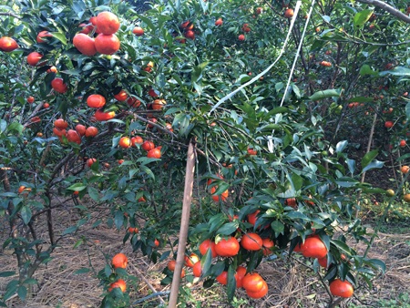 Quýt Quang Thuận: Quả ngon còn một chút này! - 6 Mùa quýt bắt đầu từ tháng 9 âm lịch, kéo dài tới Tết Nguyên đán