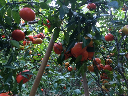 Quýt Quang Thuận: Quả ngon còn một chút này! - 3 Cam, quýt Quang Thuận là một đặc sản của tỉnh miền núi Bắc Kạn