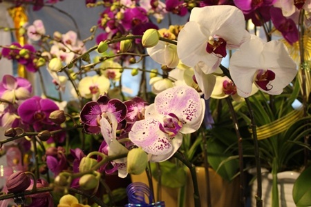 Lan rừng xuống phố đón xuân