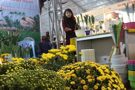 Cùng với Lan những bông cúc vàng cũng theo nhau xuống phố
đón xuân với người dân Hà Nội