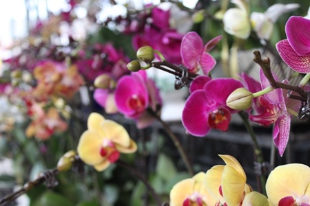 Lan rừng xuống phố đón xuân