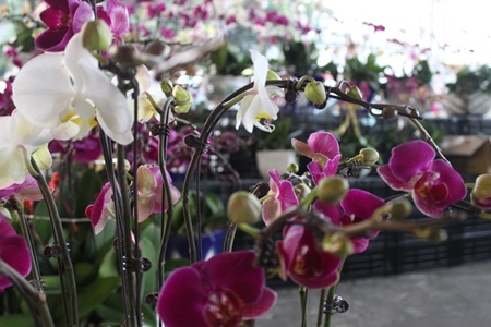 Tất cả như được bộc
bạch hết bởi những đóa lan vô thường