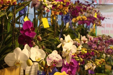 Lan rừng xuống phố đón xuân