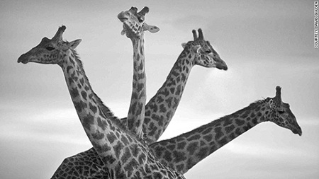 Thế giới động vật châu Phi qua những khung hình đen trắng - 9 Một con báo đực đang trèo lên một cây sung gần sông Talek, khu bảo tồn quốc gia Masai Mara, 2007.