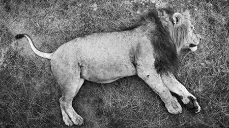 Thế giới động vật châu Phi qua những khung hình đen trắng - 5 Thế giới động vật châu Phi qua những khung hình đen trắng