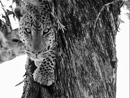 Thế giới động vật châu Phi qua những khung hình đen trắng - 8 Một con báo đực đang trèo lên một cây sung gần sông Talek, khu bảo tồn quốc gia Masai Mara, 2007.