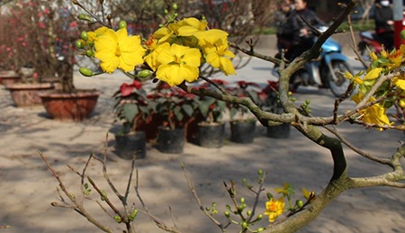 Hà Nội rực rỡ sắc mai vàng