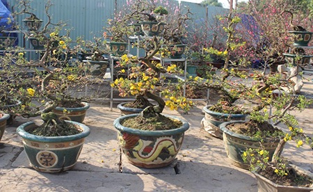 Hà Nội rực rỡ sắc mai vàng