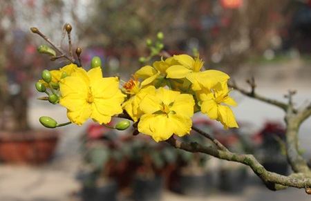 Hà Nội rực rỡ sắc mai vàng