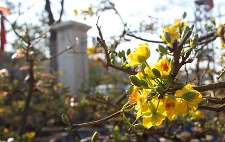 Hà Nội rực rỡ sắc mai vàng