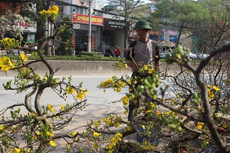 Hà Nội rực rỡ sắc mai vàng