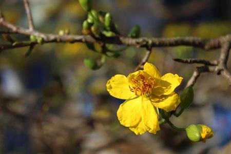 Hà Nội rực rỡ sắc mai vàng