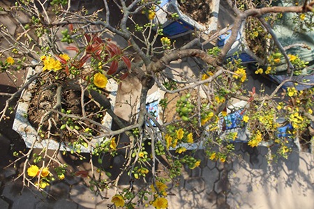 Hà Nội rực rỡ sắc mai vàng