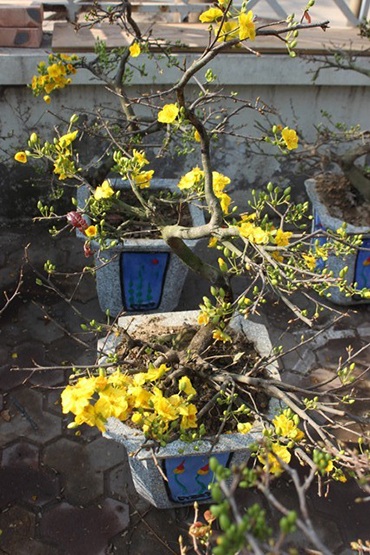 Không nên chọn cây có quá nhiều cành, cành quá dài mà hoa lại ít hoặc ngược lại