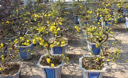 Hà Nội rực rỡ sắc mai vàng