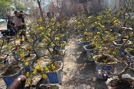 Hà Nội rực rỡ sắc mai vàng