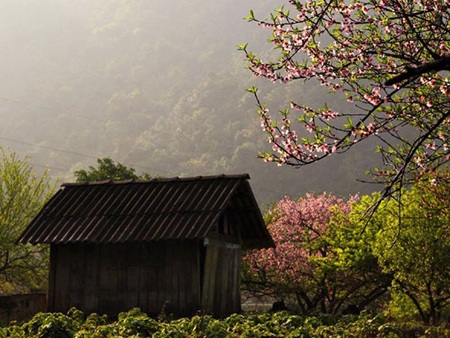 Tây Bắc bừng sắc xuân - 1 Vẻ đẹp mơ màng của Tây Bắc đón xuân về