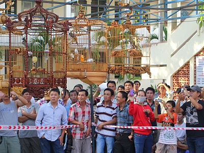 Tết đến vào Nha Trang xem chim, cây, đá đua tài - 1 Tại TP. Nha Trang, hiện có 10 trường chim lớn