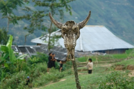 Một chiếc đầu trâu cắm trên cọc chôn trước mộ người chết ở Bản Phùng