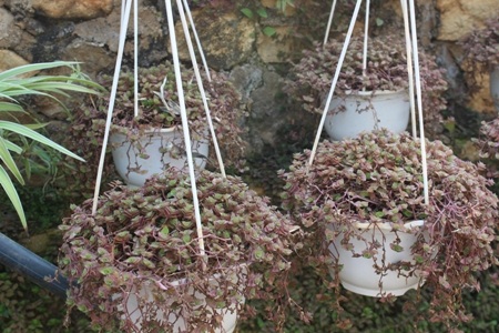 Ở Mộc Châu có nhiều cơ sở trồng hoa quy mô lớn công nghệ hiện đại.