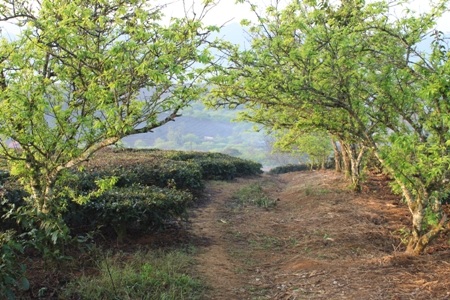 Thảo nguyên xanh rộng lớn sẽ mang lại cảm giác thư thái, nhẹ nhàng cho du khách ghé thăm!