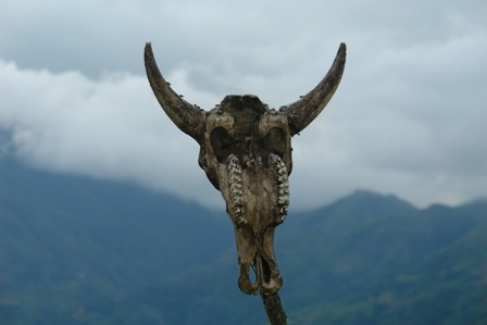 Một chiếc đầu trâu cắm trên cọc chôn trước mộ người chết ở Bản Phùng