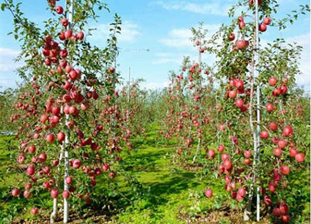Những vườn táo trĩu quả trải dài cả km dọc hai bên đường.