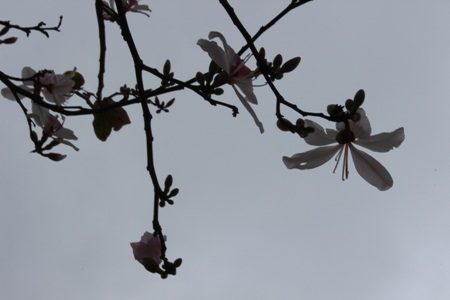 Đeo bám, chèo kéo khách du lịch làm xấu hình ảnh Điện Biên