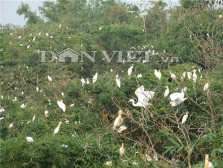 Duyên nợ với vườn cò - 2 Rộn rã tiếng cò ở vườn cò Tân Long