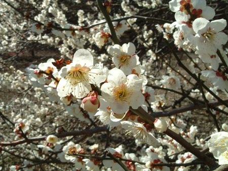 Những cây mơ rừng nở hoa trắng xóa như được phủ một lớp tuyết mỏng