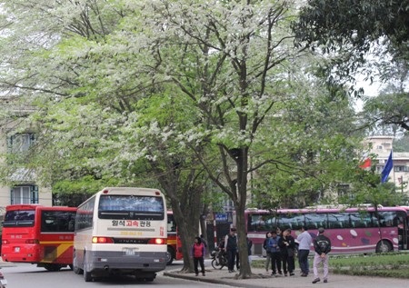 Hoa có chùm dài có màu trắng đẹp hiền hòa, hoa nở thành chùm ngay khi những lộc cây vừa nhú