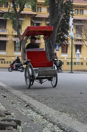 Hoa có chùm dài có màu trắng đẹp hiền hòa, hoa nở thành chùm ngay khi những lộc cây vừa nhú