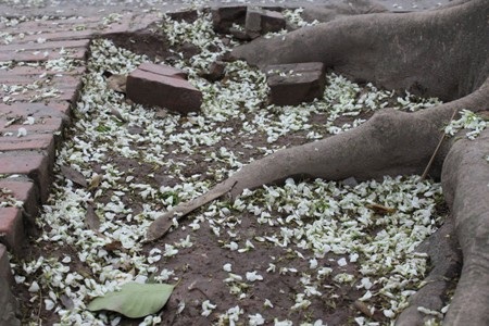 Hoa có chùm dài có màu trắng đẹp hiền hòa, hoa nở thành chùm ngay khi những lộc cây vừa nhú