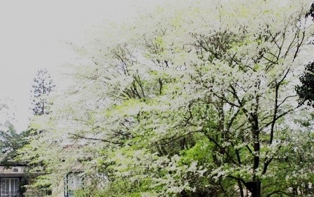 Hà Nội mùa hoa tuyết trắng