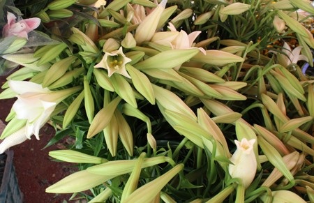 Giữa con phố nhộn nhịp, chúng ta lại dễ dàng bắt gặp những chiếc xe hoa loa kèn đẹp đến nao lòng