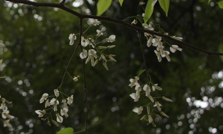 Hà Nội mùa hoa tuyết trắng