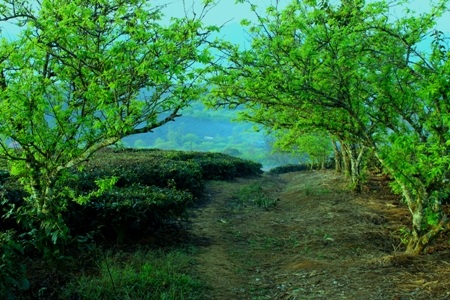 Mải mê săn ảnh giữa nông trường chè