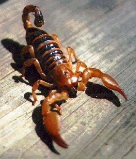 Cá ngựa đực đang mang bầu