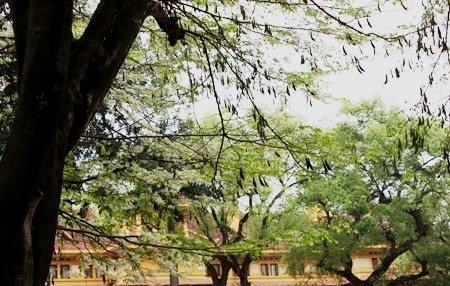 Hoa có chùm dài có màu trắng đẹp hiền hòa, hoa nở thành chùm ngay khi những lộc cây vừa nhú