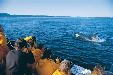 Chèo thuyền trên con sông có hoa anh đào nở rộ hai bên bờ
