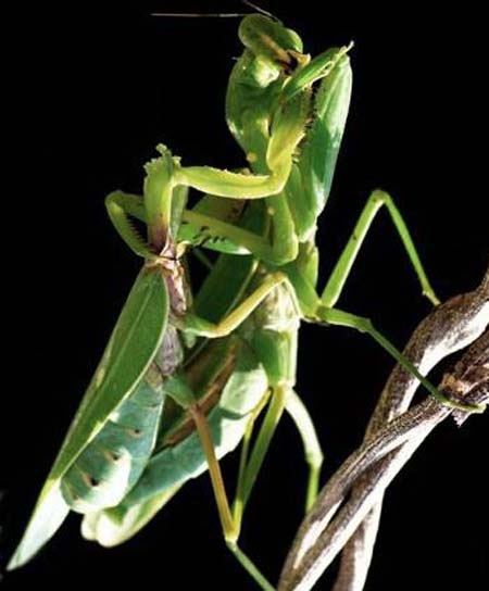 Cá ngựa đực đang mang bầu