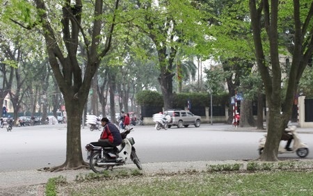 Hoa có chùm dài có màu trắng đẹp hiền hòa, hoa nở thành chùm ngay khi những lộc cây vừa nhú