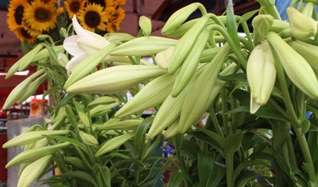 Giữa con phố nhộn nhịp, chúng ta lại dễ dàng bắt gặp những chiếc xe hoa loa kèn đẹp đến nao lòng