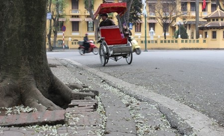 Hoa có chùm dài có màu trắng đẹp hiền hòa, hoa nở thành chùm ngay khi những lộc cây vừa nhú