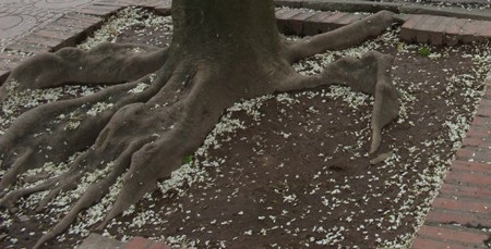 Hoa có chùm dài có màu trắng đẹp hiền hòa, hoa nở thành chùm ngay khi những lộc cây vừa nhú