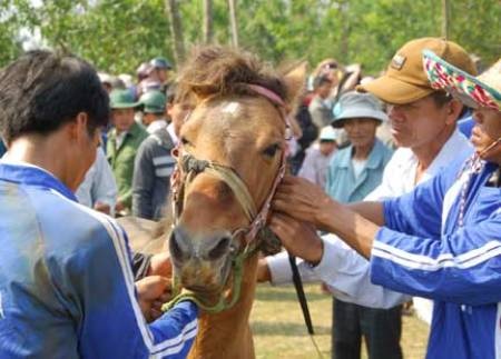 Lóc cóc vó ngựa xứ Nẫu - 1 Lóc cóc vó ngựa xứ Nẫu