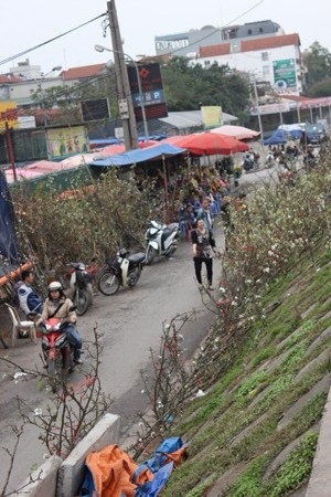 Những cành hoa lê được bày bán
trên chợ hoa Quảng Bá nở rộ trắng muốt một góc chợ