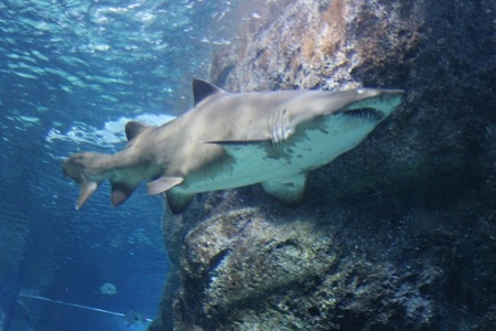 “Đứng tim” khi cá mập tấn công từ trên đầu